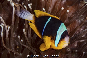 Old Time Favorite
Twobar Clownfish by Peet J Van Eeden 